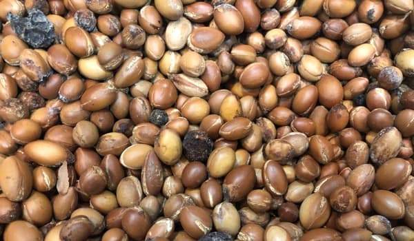 404/argan00.jpg